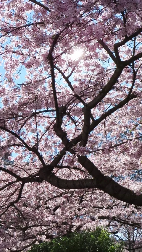 Pink Cherry Blossom Tree in Stanley Crescent, Notting Hill, London 4K Vertical V 스톡 동영상 332156448