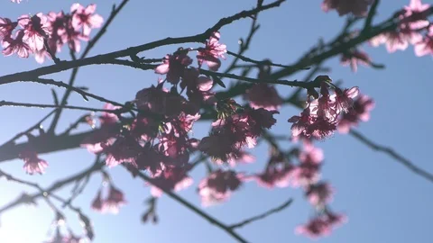 Pink cherry blossom tree with sunlight on blue sky Stock Footage 100895940