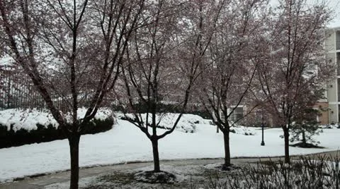 Pink Cherry Blossom Trees during Snow Storm on Spring Season Stock Footage 22333085