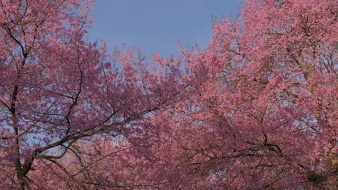 Pink cherry blossom trees in full bloom at nature park with blue sky in spring Stock Footage 148365748