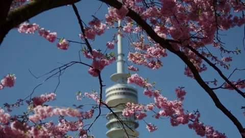 Pink cherry blossom trees in full bloom at Olympiapark Munich with blue sky Vidéo 333973756