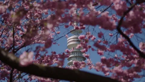 Pink cherry blossom trees in full bloom at Olympiapark Munich with blue sky Vidéo 333976724