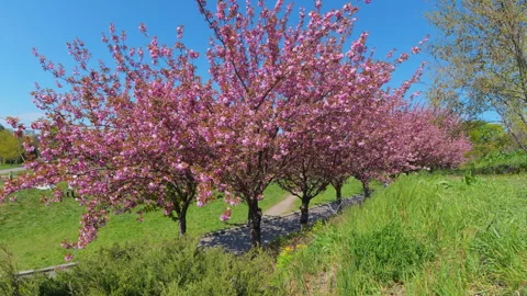 Pink Cherry Blossom Trees In Full Bloom Along Park Path Under Blue Sky Stock Footage 338242426