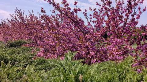 Pink Cherry Blossom Trees In Full Bloom In Spring Park Stock Footage 341410715