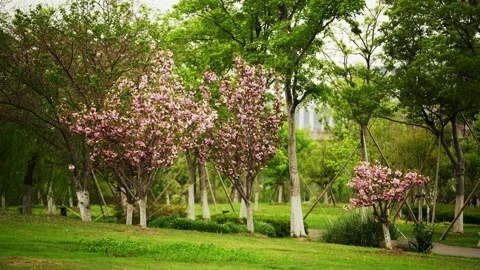 Pink Cherry Blossom Trees at a local park in Shanghai Vídeo Stock 332855488