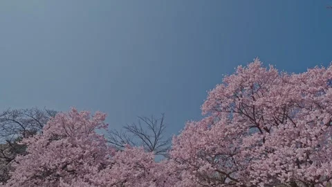 Pink Cherry Blossom Trees Under Soft Blue Gray Gradient Sky, Copy Space, Japan Stock Footage 348270855