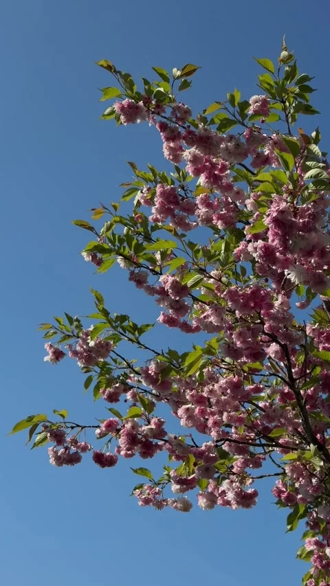 Pink Cherry Blossoms Against Clear Blue Sky Stock Footage 337938711