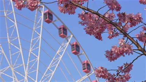 Pink Cherry Blossoms and Ferris Wheel Against Clear Blue Sky in Spring Stock Footage 331331903