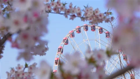 Pink Cherry Blossoms and Ferris Wheel Against Clear Blue Sky in Spring Stock Footage 331331904