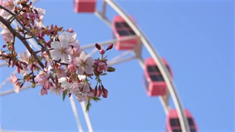 Pink Cherry Blossoms and Ferris Wheel Against Clear Blue Sky in Spring Stock Footage 331331906