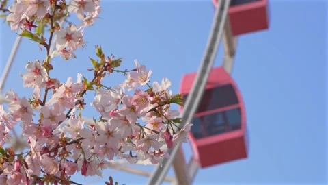 Pink Cherry Blossoms and Ferris Wheel Against Clear Blue Sky in Spring Stock Footage 331331907