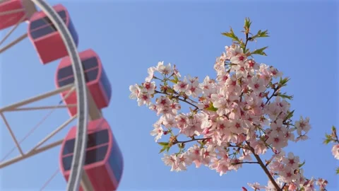 Pink Cherry Blossoms and Ferris Wheel Against Clear Blue Sky in Spring Stock Footage 331331908