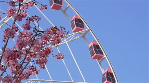 Pink Cherry Blossoms and Ferris Wheel Against Clear Blue Sky in Spring Stock Footage 331331945