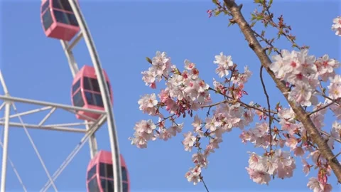 Pink Cherry Blossoms and Ferris Wheel Against Clear Blue Sky in Spring Stock Footage 331331950