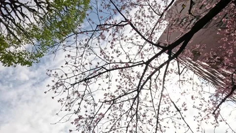 Pink Cherry Blossoms and Green Trees Against Tokyo City Buildings Stock Footage 341852970