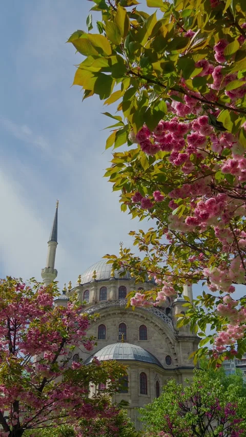 Pink Cherry Blossoms and Mosque Minaret in Istanbul Stock Footage 338395900