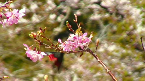 Pink cherry blossoms and tropical butterfly Stock Footage 366196