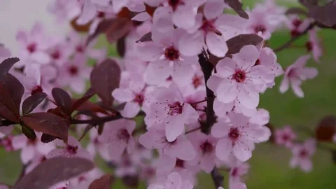 The pink cherry blossoms are in full bloom. (Sakura background) Stock Footage 88664068