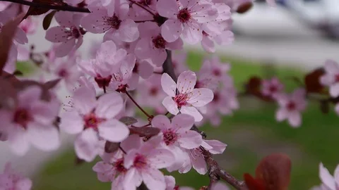 The pink cherry blossoms are in full bloom. (Sakura background) Stock Footage 88664106