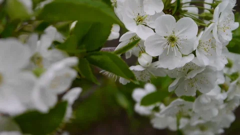 The pink cherry blossoms are in full bloom. (Sakura background) Stock Footage 88664150