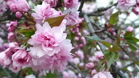 Pink cherry blossoms on a background of branches Stockbeeldmateriaal 132630439