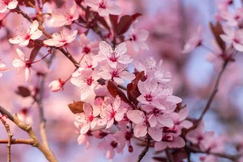 Pink Cherry blossoms on a beautiful background Stock Photos