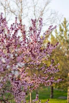 Pink Cherry blossoms on a beautiful background Stock Photos