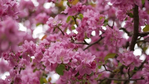 Pink cherry blossoms with a bee close up Stock Footage
