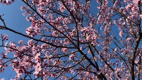 Pink Cherry Blossoms Bloom Against Clear Blue Sky 動画素材 332244542