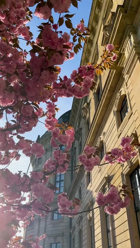 Pink Cherry Blossoms Bloom Along Historic Street in Spring Sunlight 動画素材 306592665