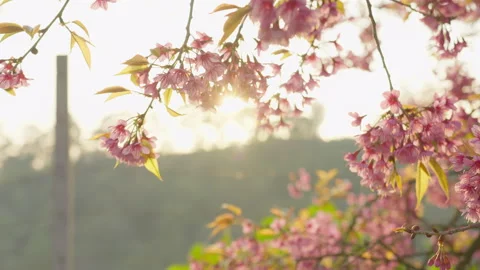 Pink cherry blossoms bloom on a branch Stock Footage 337674104