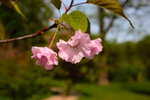 Pink cherry blossoms in bloom Stock Photos