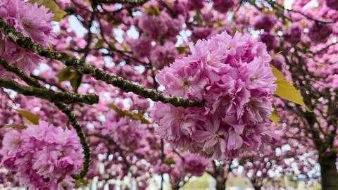  Pink cherry blossoms bloom on tree branches during a bright spring day s.. Stock Photos