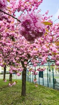 Pink cherry blossoms bloom on tree branches, vibrant spring floral lands.. Stock Photos