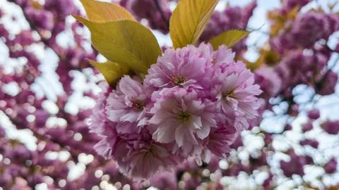  Pink cherry blossoms bloom on tree branches, spring floral petals, natur.. Stock Photos
