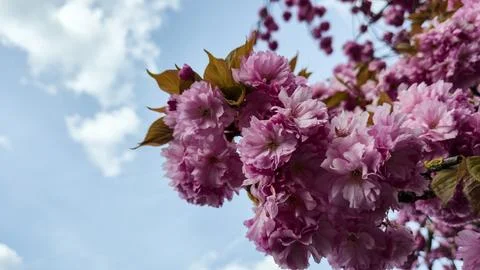  Pink cherry blossoms bloom under a bright blue sky, spring floral landscap Stock Photos