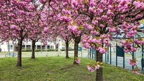  Pink cherry blossoms bloom upon branches above green grass near transit .. Stock Photos
