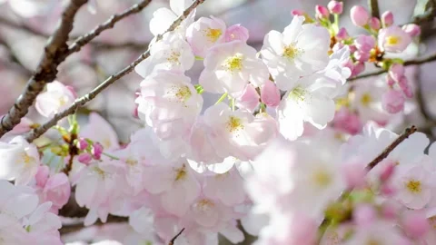 Pink Cherry Blossoms Bloom Zoom In Pan Down Left Zen Stock Footage 331518006