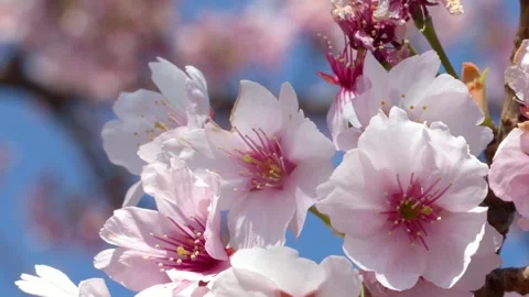 Pink Cherry Blossoms Blooming Against a Clear Blue Sky in Tokyo 库存影片 343366565