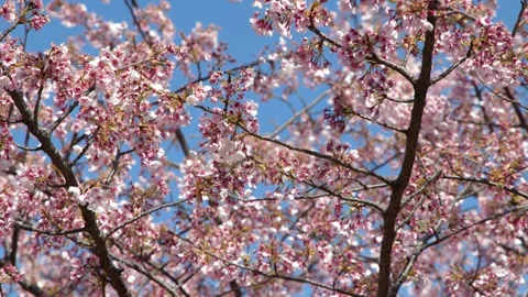 Pink Cherry Blossoms Blooming Against Blue Sky in Tokyo Stock Footage 343367105