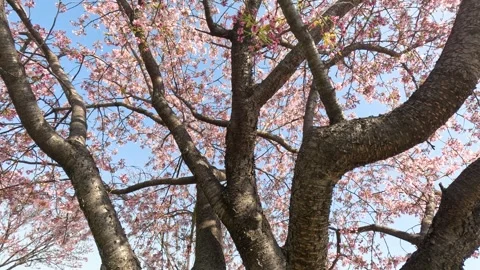 Pink Cherry Blossoms Blooming on Sakura Tree in Tokyo Park Stock Footage 341836870