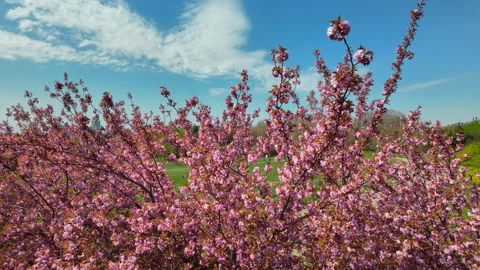 Pink Cherry Blossoms Blooming In Spring Park Under Blue Sky Stock Footage 345582361