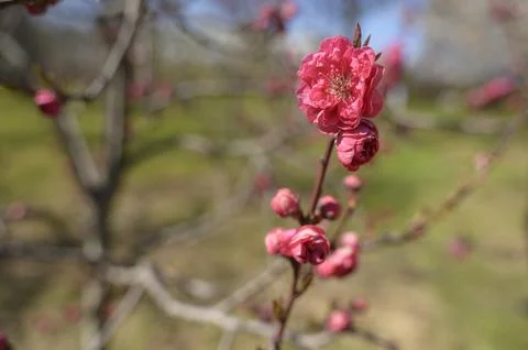 Pink cherry blossoms blooming on a thin branch with a blurred green background Stock Photos