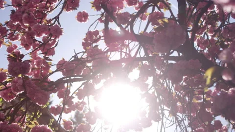 Pink cherry blossoms blooming in a tree with a lens flare Video stock 130378953