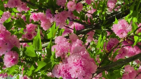 Pink cherry blossoms blooming on a tree in Japan. Background video Vídeos de archivo 274904672