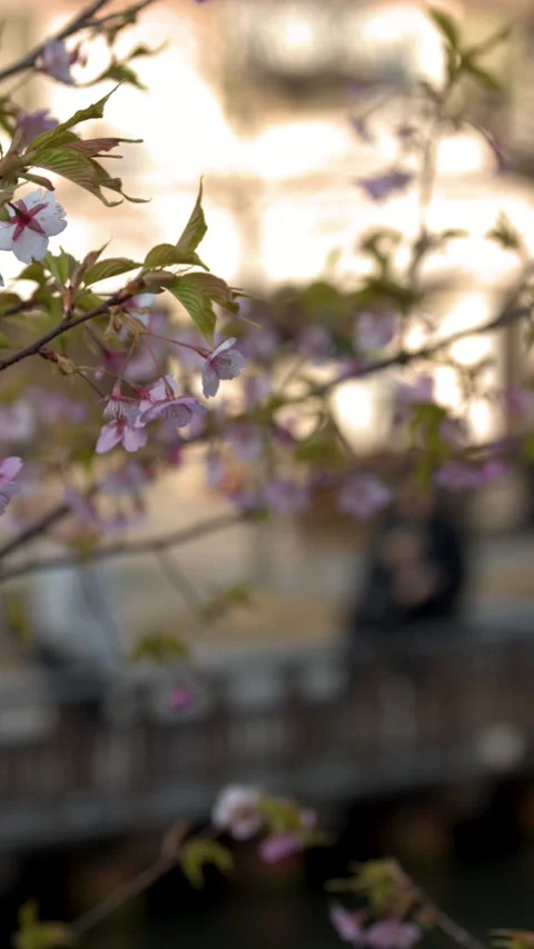Pink Cherry Blossoms Blooming on Tree Branch in Kanazawa Japan Stock Footage 335856555
