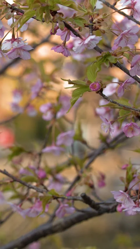 Pink Cherry Blossoms Blooming on Tree Branches in Spring Sunlight Stock Footage 335856596