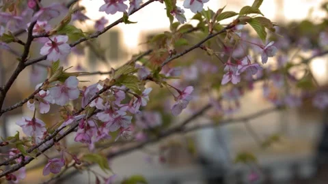 Pink Cherry Blossoms Blooming on a Tree Branch in Kanazawa Japan Stock Footage 336590790