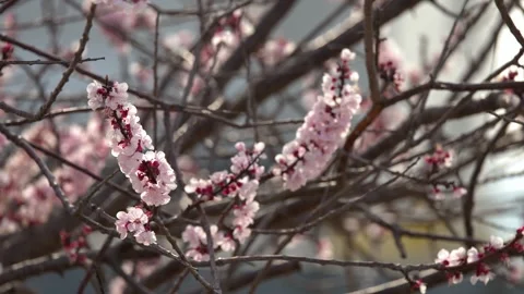 Pink Cherry Blossoms Blooming on Tree Branches in Kyoto Japan Stock Footage 337917784