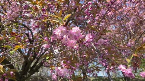Pink Cherry Blossoms Blooming On Tree Branch Under Sunny Sky In Spring Stock Footage 338242263